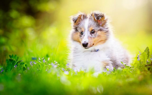 Small dog grass blurry background free wallpaper for desktop - medium preview image