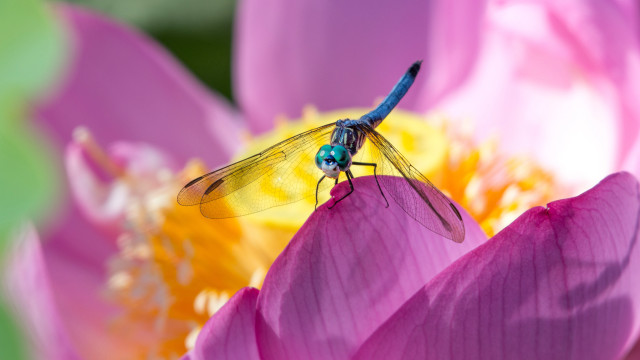 Dragonfly pinkflower yellowpink background foreground free wallpaper for desktop - medium preview image