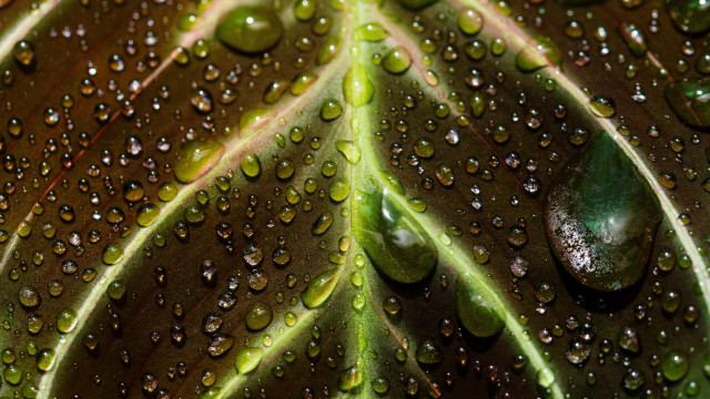 Green leaf water droplets macro #15 free wallpaper for desktop - medium preview image