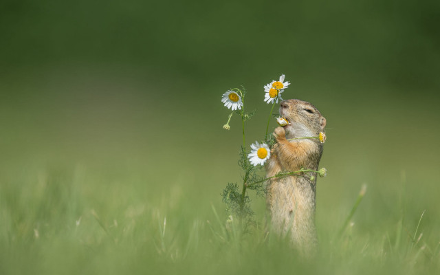 Prairie squirrel daisy field flowers free wallpaper for desktop - medium preview image