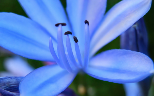 Blue flower green background macro #3 free wallpaper for desktop - medium preview image