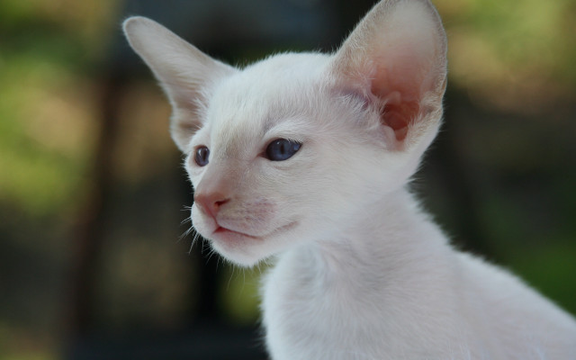 White kitten blue eyes blurry free wallpaper for desktop - medium preview image