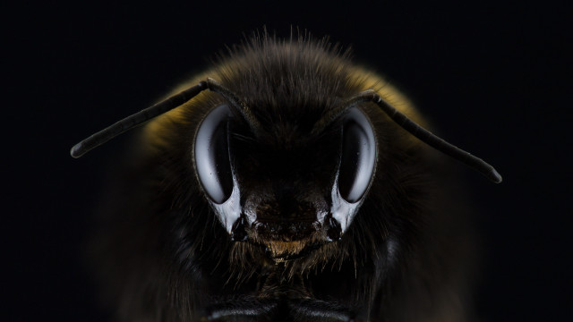 Bee horned macro monster realistic free wallpaper for desktop - medium preview image