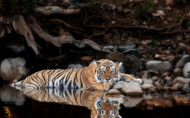 Tiger water forest rocks fallen free wallpaper for desktop - medium preview image