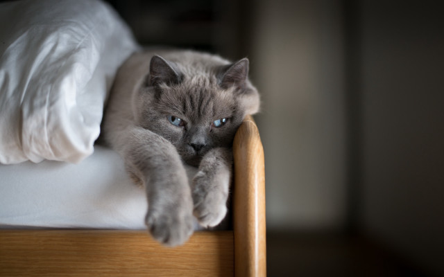 Cat bed blue eyes blurry free wallpaper for desktop - medium preview image