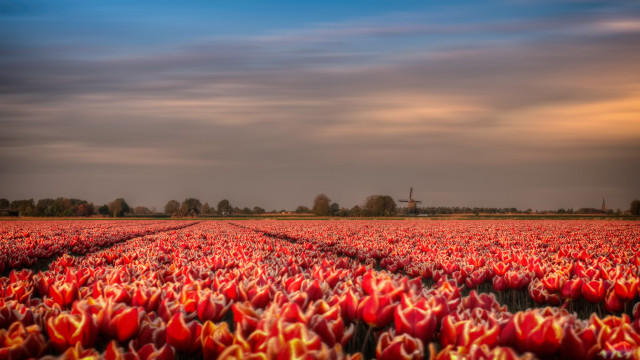Tulips windmill autumn cloudy sunset free wallpaper for desktop - medium preview image