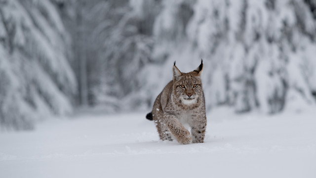 Lynx snow winter trees motion free wallpaper for desktop - medium preview image