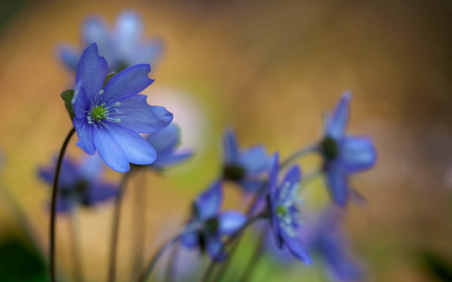 Blue flower butterfly bokeh macro free wallpaper for desktop - medium preview image