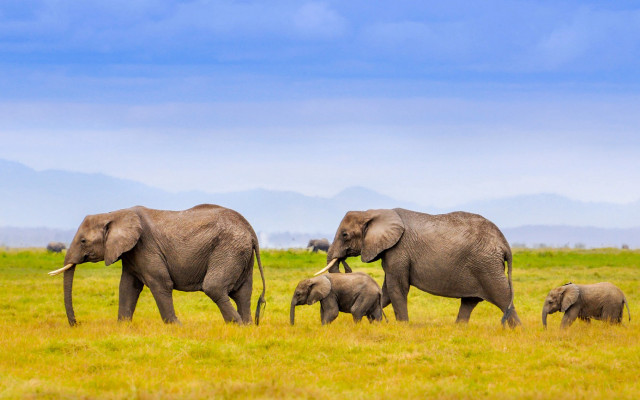 Elephants lush green field mountains free wallpaper for desktop - medium preview image