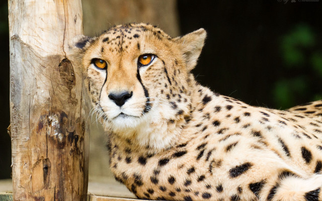 Cheetah ledge zoo serious animal free wallpaper for desktop - medium preview image