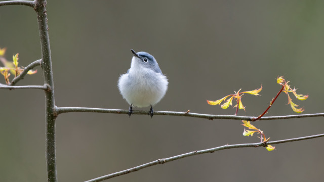 Bird sky flying wings feather free wallpaper for desktop - medium preview image