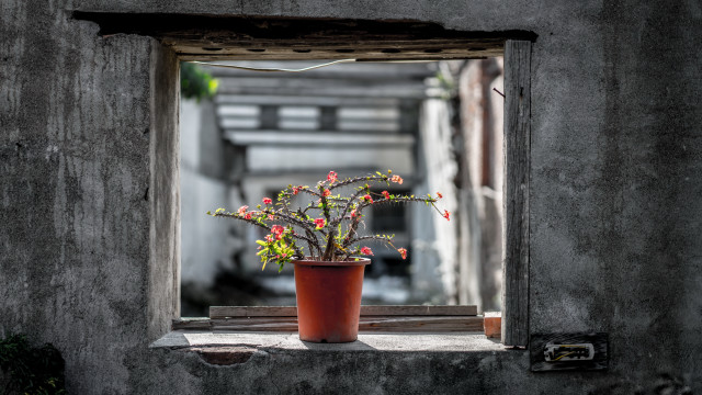 Potted plant window sill starry free wallpaper for desktop - medium preview image