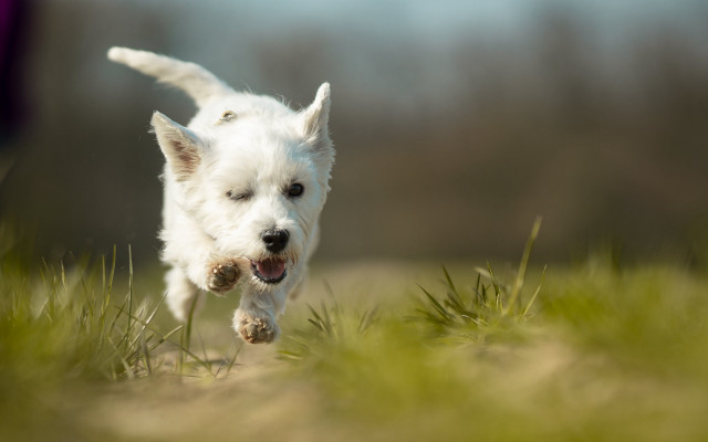 White dog running field ball free wallpaper for desktop - medium preview image