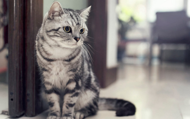 Cat bokeh blurry background photorealistic free wallpaper for desktop - medium preview image