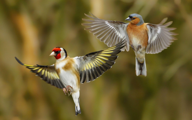 Flying birds wings spread feathered free wallpaper for desktop - medium preview image