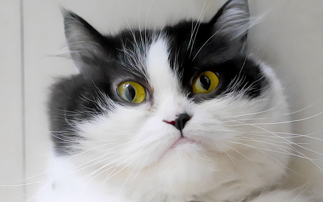 Black white yellow eyes serious free wallpaper for desktop - medium preview image