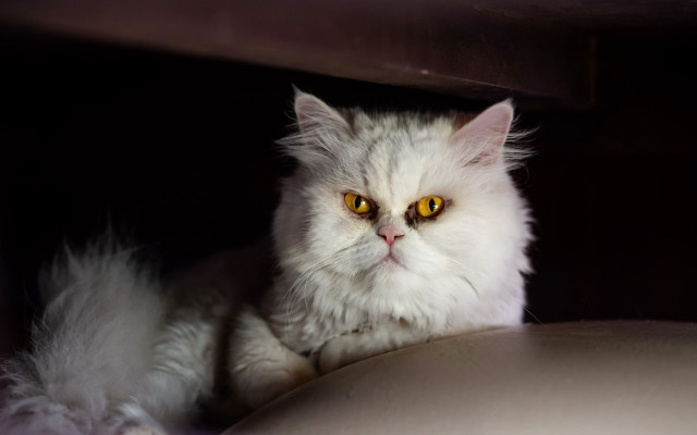 White cat yellow eyes serious free wallpaper for desktop - medium preview image