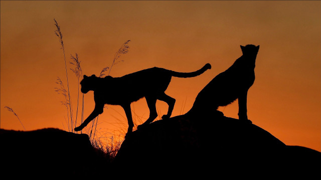 Cats silhouette rock sunset brothers free wallpaper for desktop - medium preview image