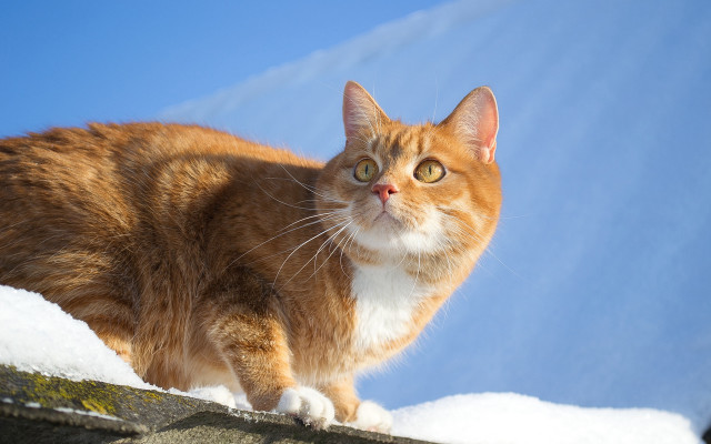 Cat roof snow curious blue free wallpaper for desktop - medium preview image