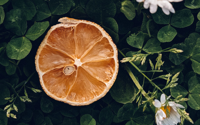 Orange plant white flower stilllife free wallpaper for desktop - medium preview image