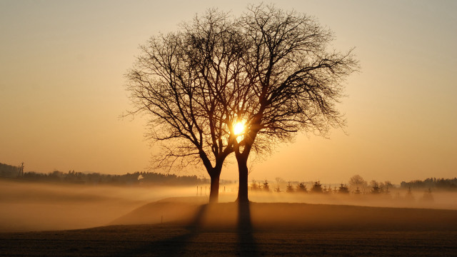Foggy tree sunset reflection silhouette free wallpaper for desktop - medium preview image