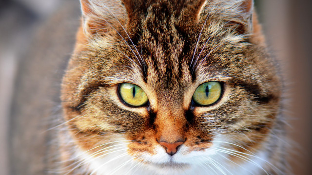 Cat green eyes macro photorealism free wallpaper for desktop - medium preview image