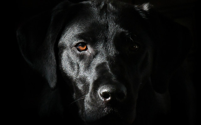 Black dog yellow eye chiaroscuro #2 free wallpaper for desktop - medium preview image