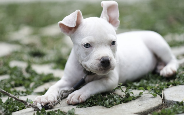 White puppy grass stick ball free wallpaper for desktop - medium preview image