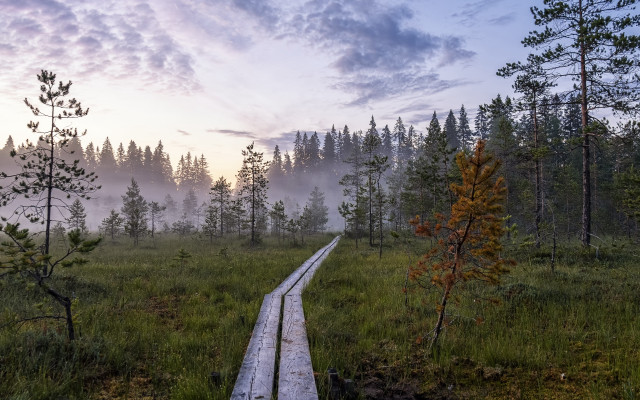 Wooden path foggy field nature #2 free wallpaper for desktop - medium preview image