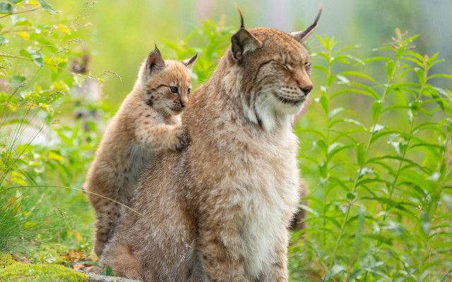 Lynx couple field grass plants free wallpaper for desktop - medium preview image