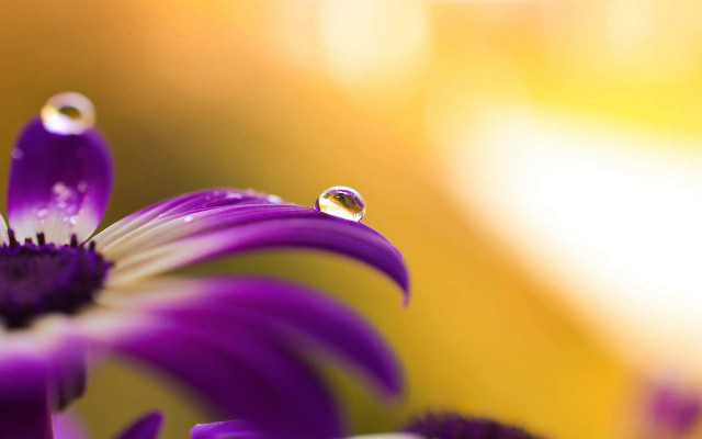 Purple flower water droplets yellow #2 free wallpaper for desktop - medium preview image