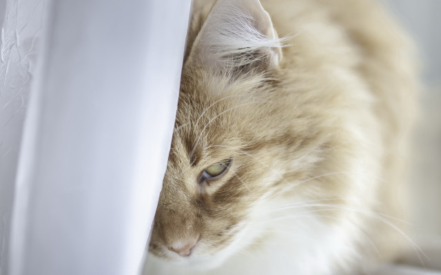 Cat hiding white curtain looking free wallpaper for desktop - medium preview image