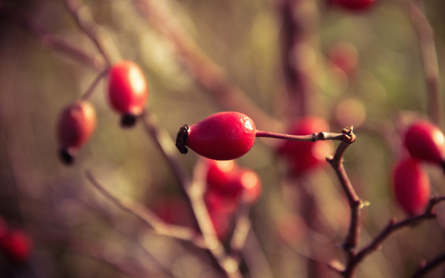 Tree berries leaves bokeh macro #2 free wallpaper for desktop - medium preview image