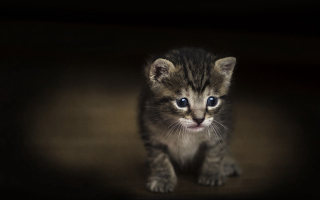 Small kitten blue eyes black free wallpaper for desktop - medium preview image