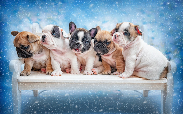 Puppies snow bench falling blue free wallpaper for desktop - medium preview image