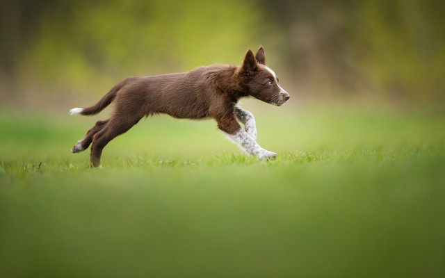 Dog running frisbee field grass free wallpaper for desktop - medium preview image
