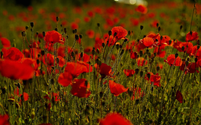 Red flower field car person free wallpaper for desktop - medium preview image