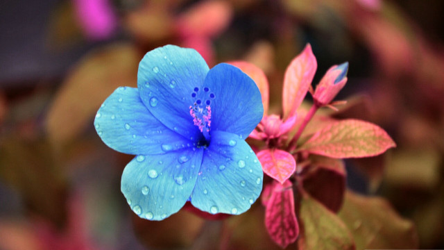 Blue flower water droplets bokeh free wallpaper for desktop - medium preview image