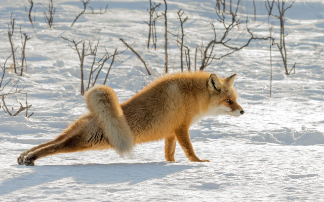 Fox snow winter fox searching free wallpaper for desktop - medium preview image