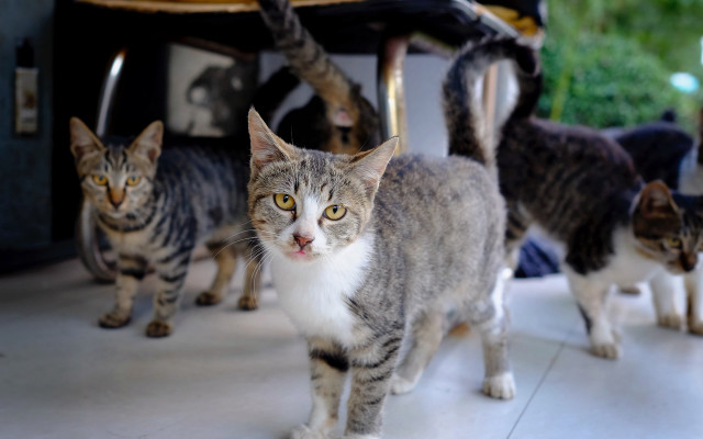 Cats walking room table chairs free wallpaper for desktop - medium preview image