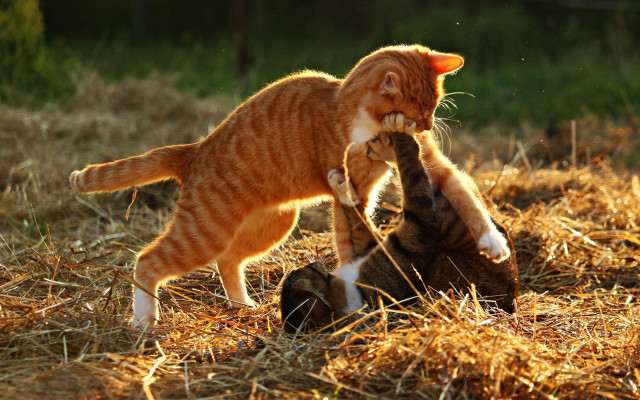 Cat playing grass straw field free wallpaper for desktop - medium preview image