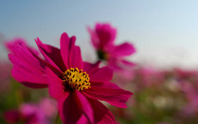 Pink flower yellow center field #3 free wallpaper for desktop - medium preview image