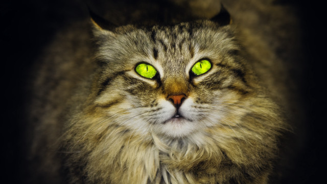 Cat green eyes long hair free wallpaper for desktop - medium preview image