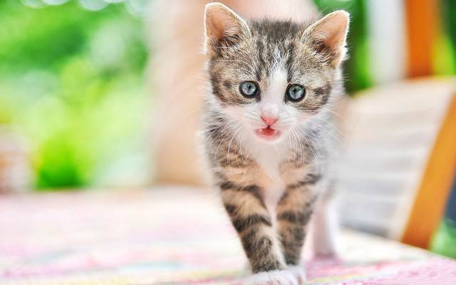 Small cat walking blurry background free wallpaper for desktop - medium preview image