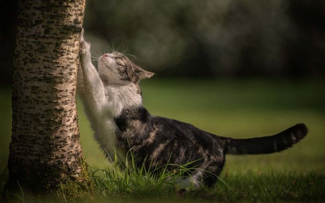 Cat reaching tree leaf park free wallpaper for desktop - medium preview image