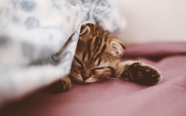 Kitten sleeping pink blanket pillow free wallpaper for desktop - medium preview image
