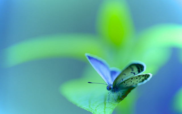 Blue butterfly leaf macro nature free wallpaper for desktop - medium preview image
