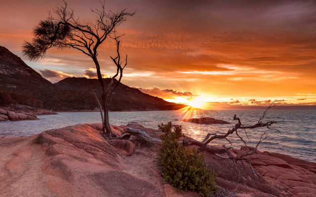 Tree rock ocean sunset beach free wallpaper for desktop - medium preview image