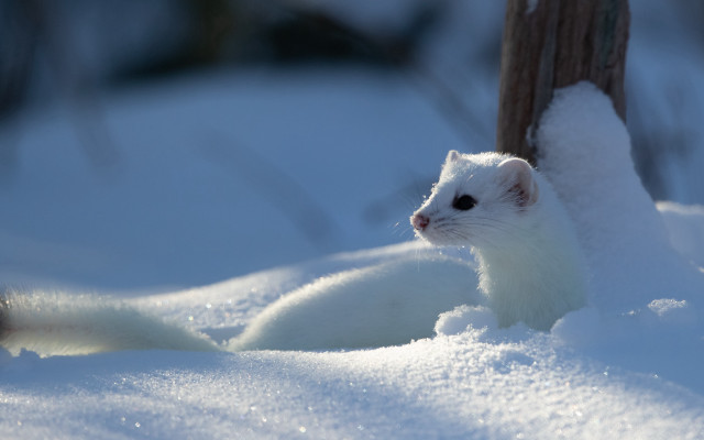 White animal snow tree bird free wallpaper for desktop - medium preview image