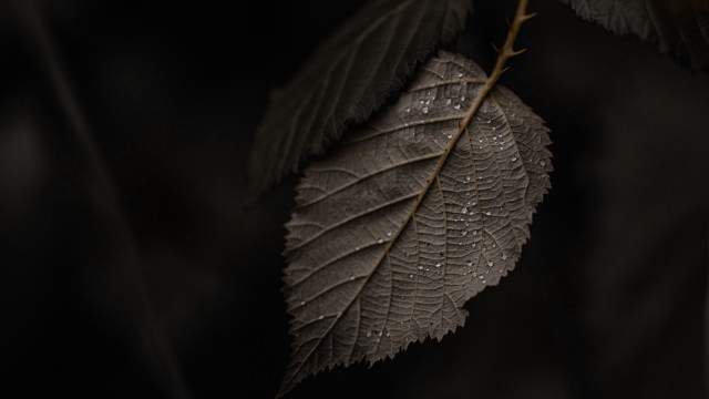 Leaf water droplets branch dark free wallpaper for desktop - medium preview image